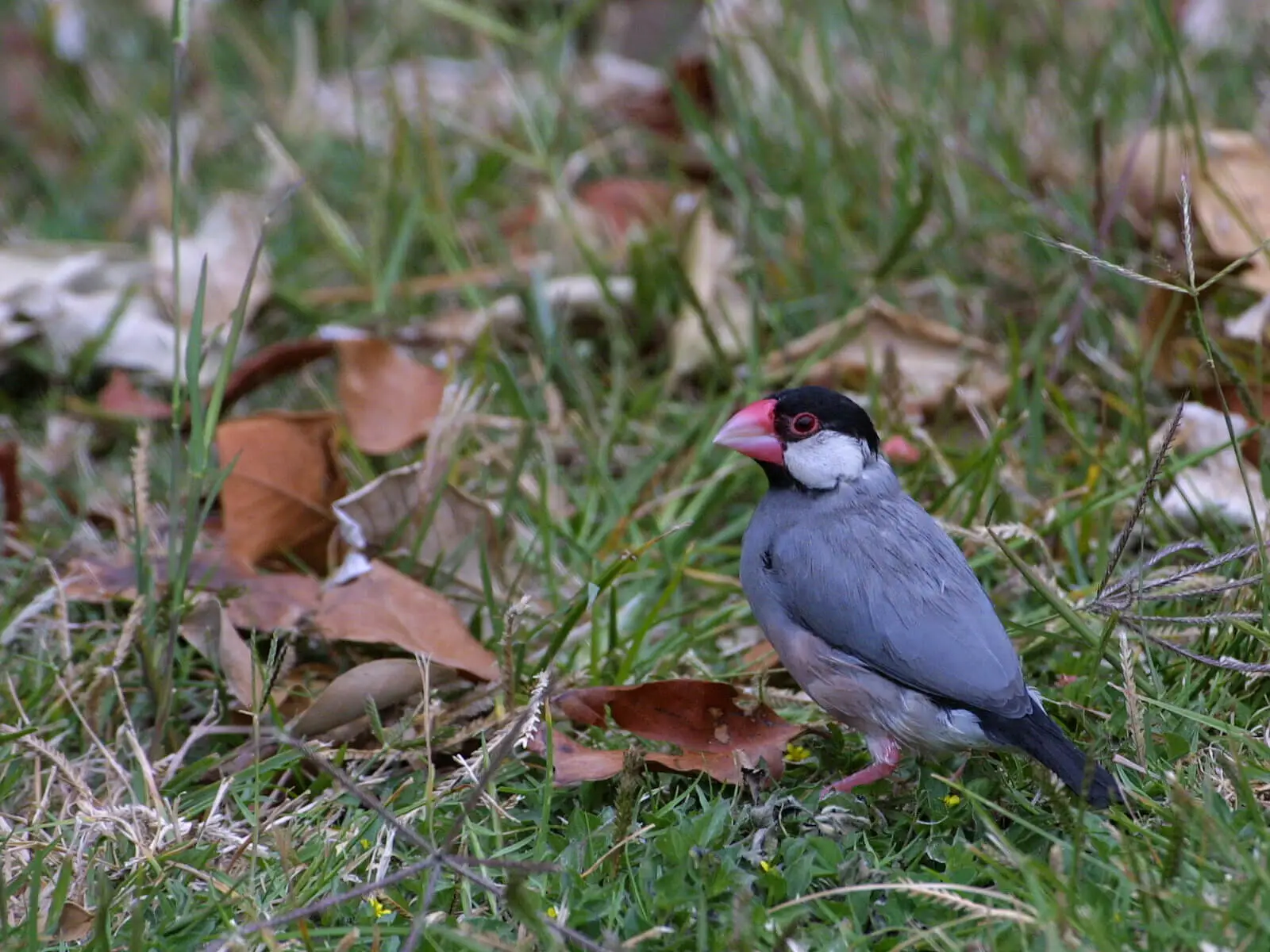 Java-Sparrow 02