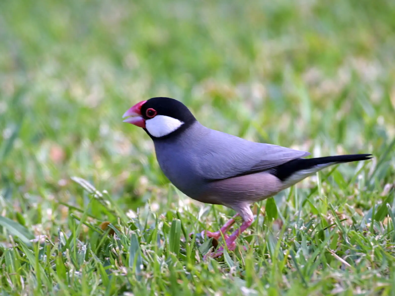 Java-Sparrow 03