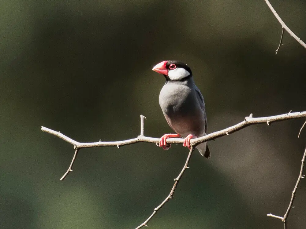 Java-Sparrow 04