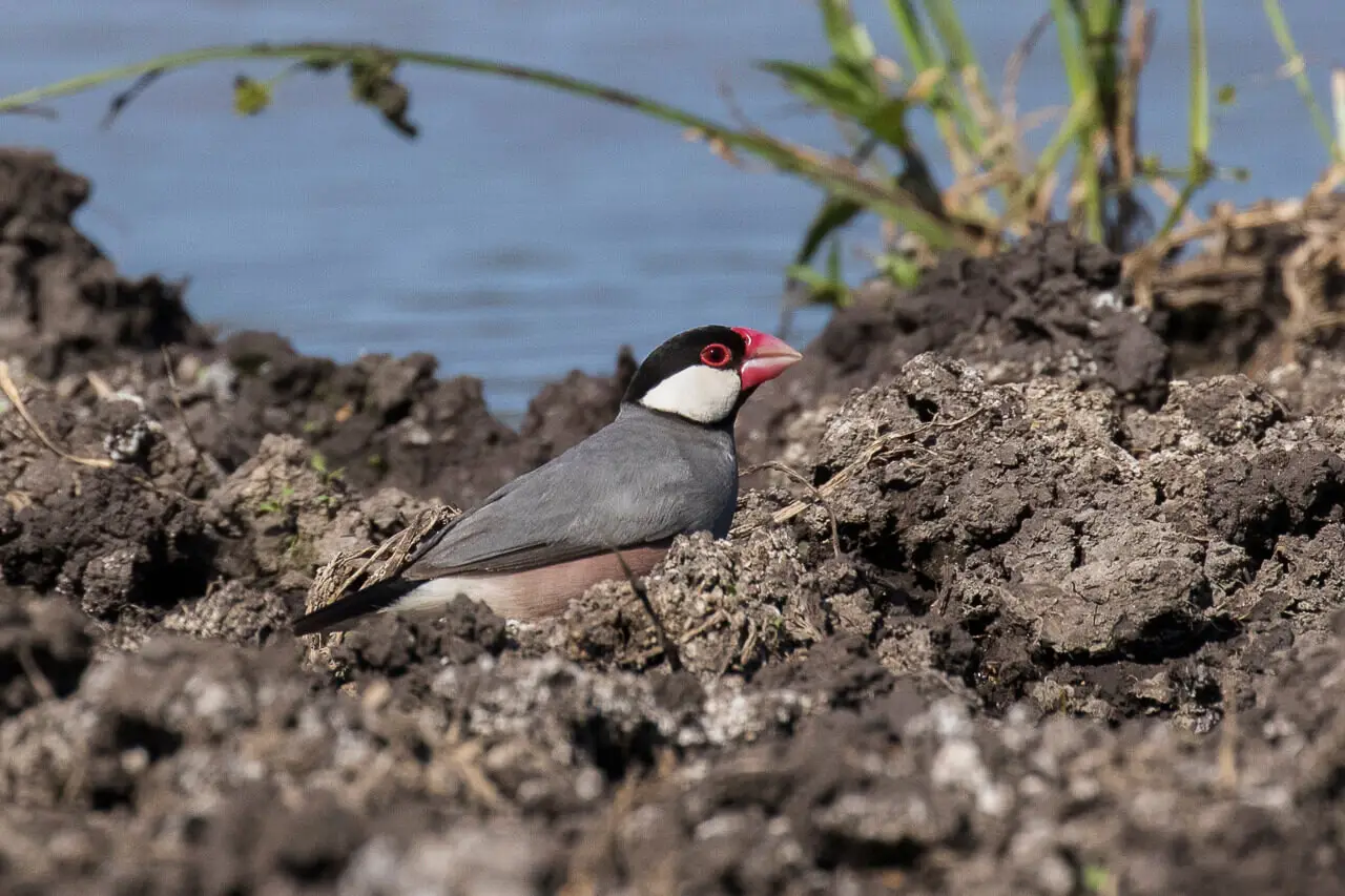 Java-Sparrow 05