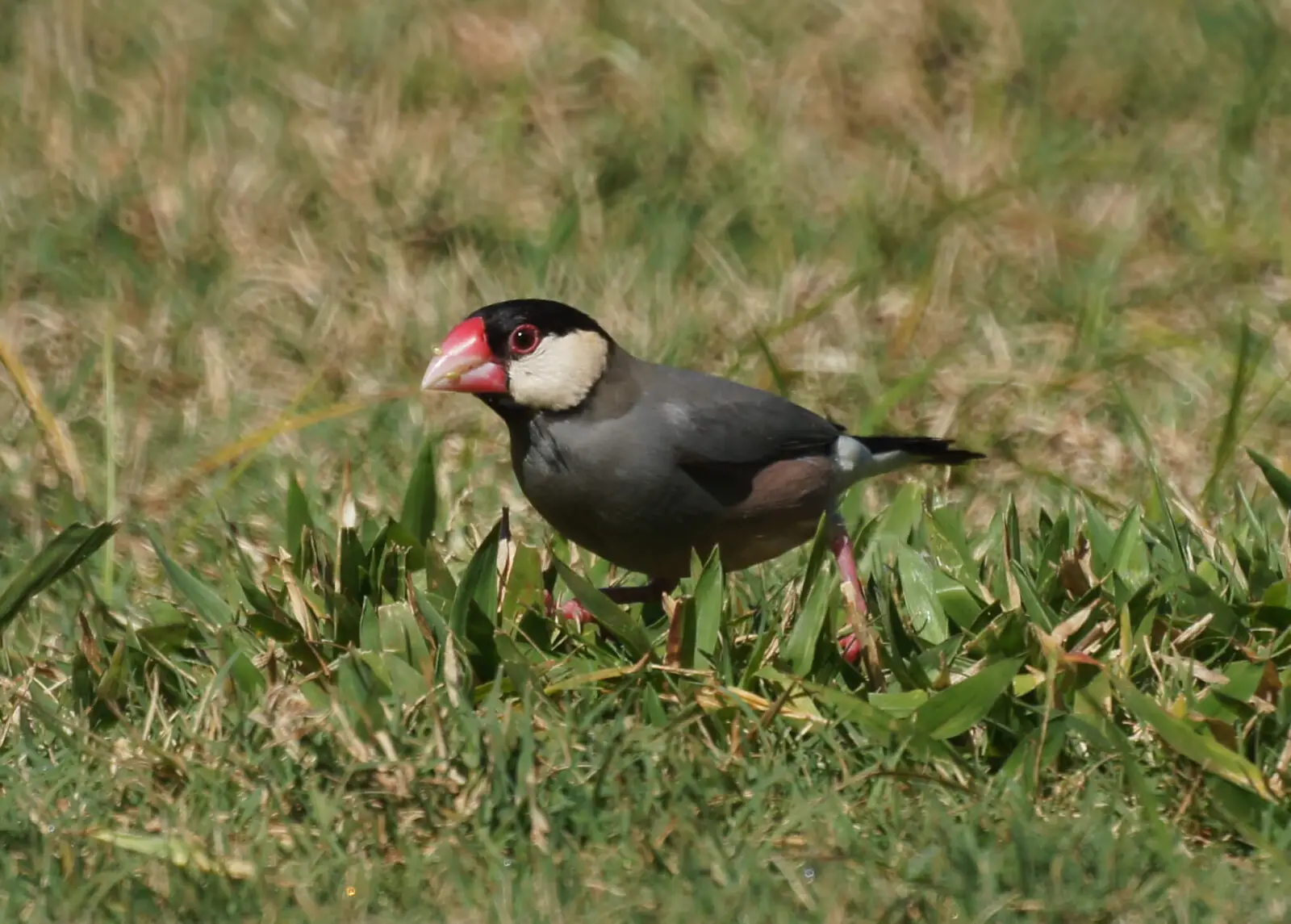 Java-Sparrow 06