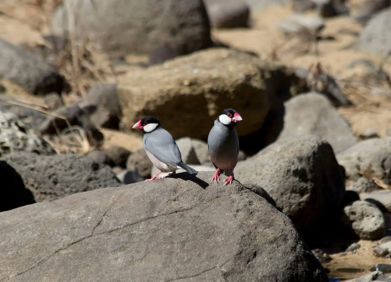 Java-Sparrow 07