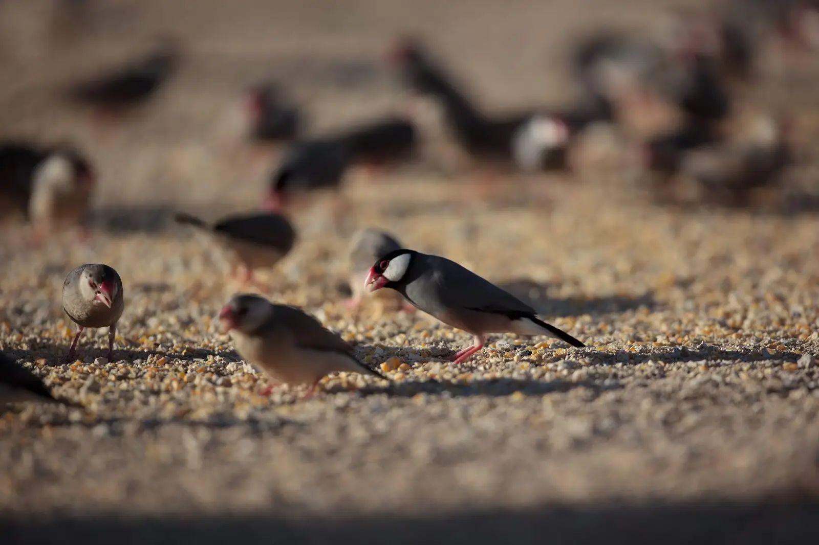 Java-Sparrow 08