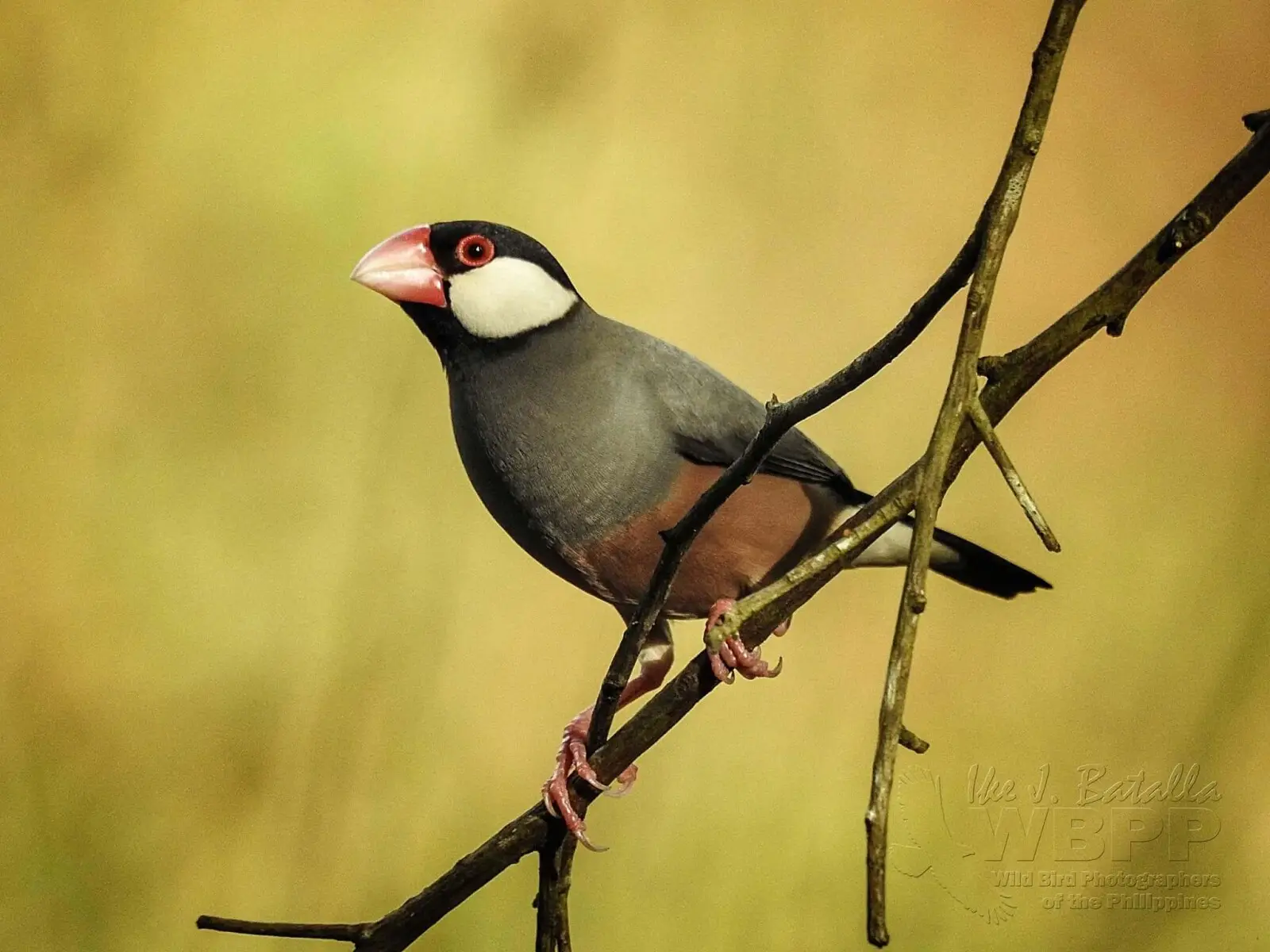 Java-Sparrow 09