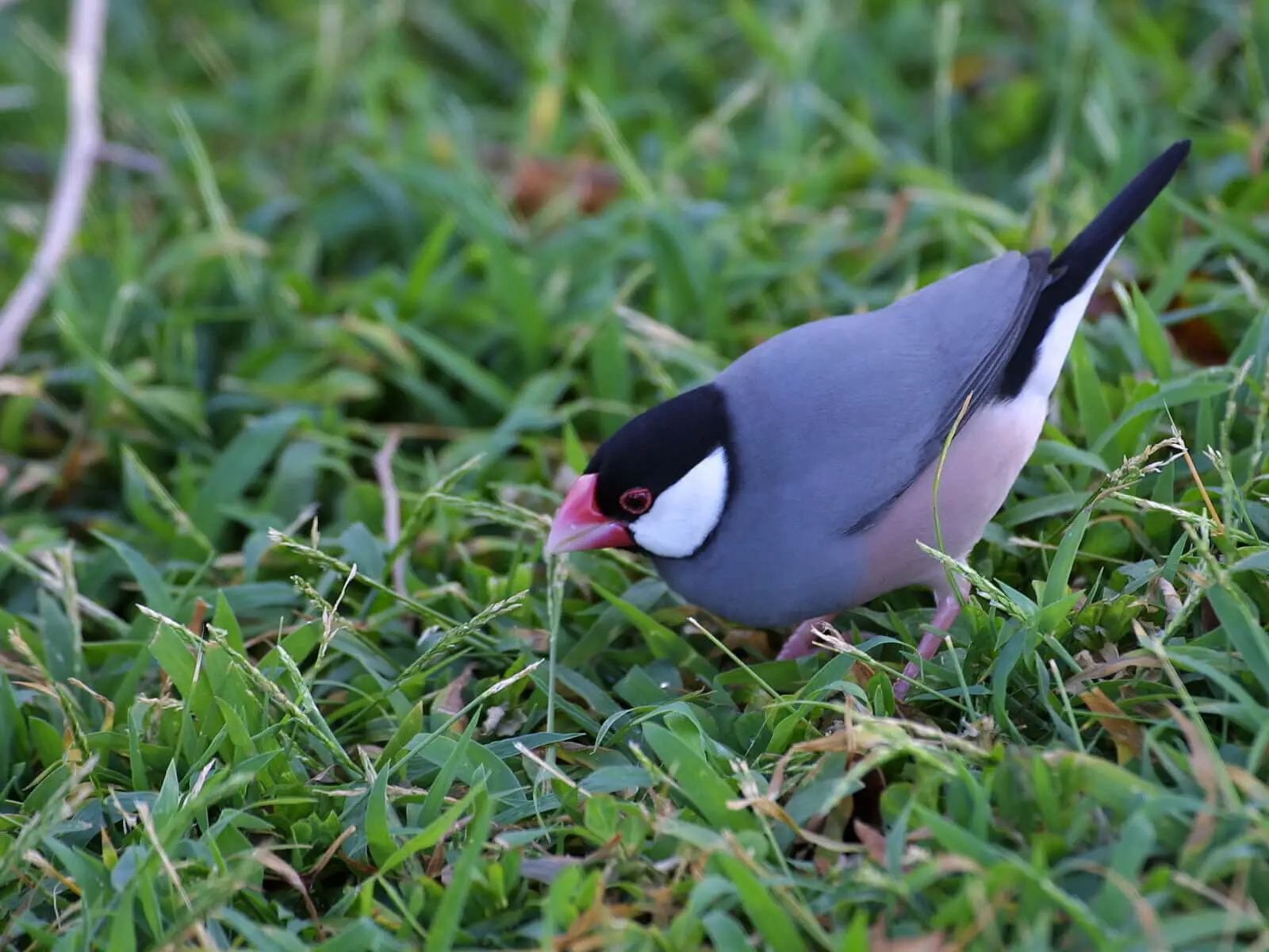 Java-Sparrow 10