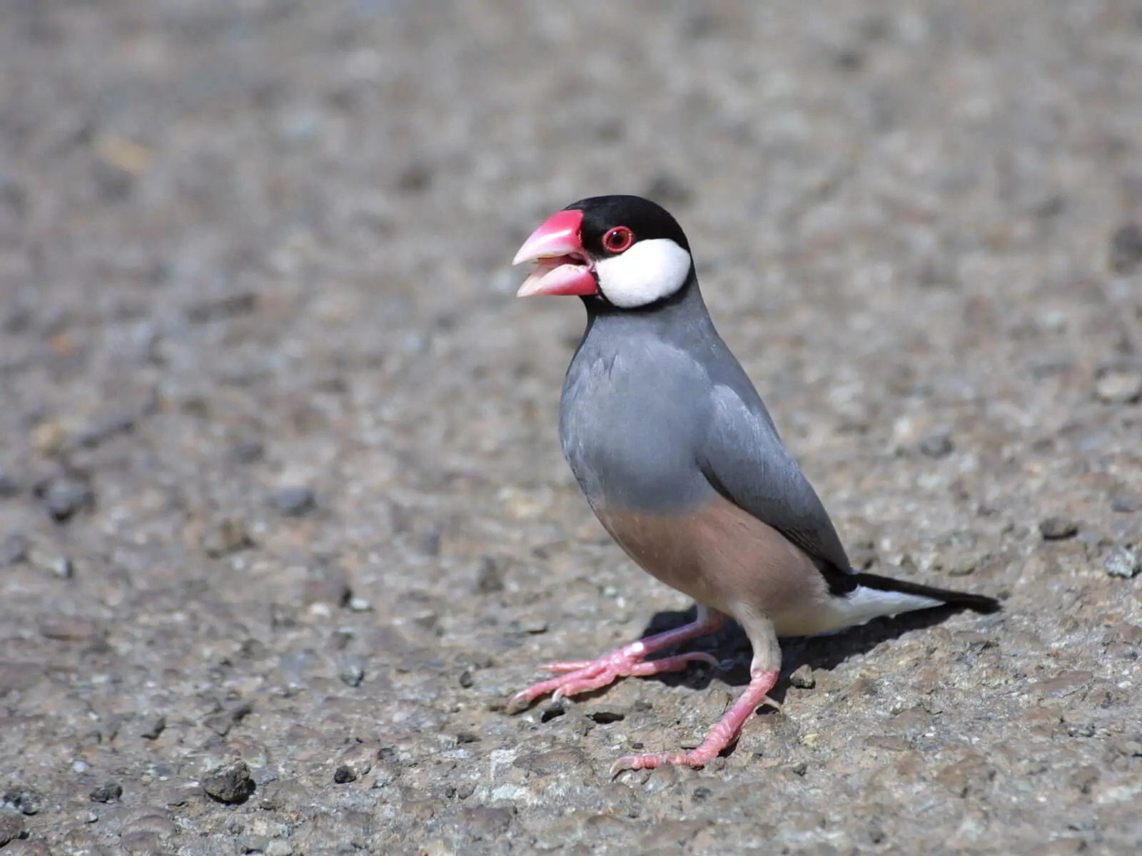 Java-Sparrow 11