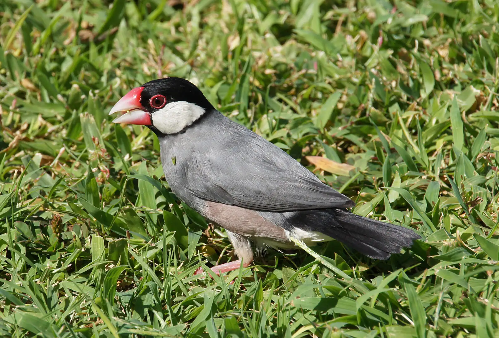 Java-Sparrow 12