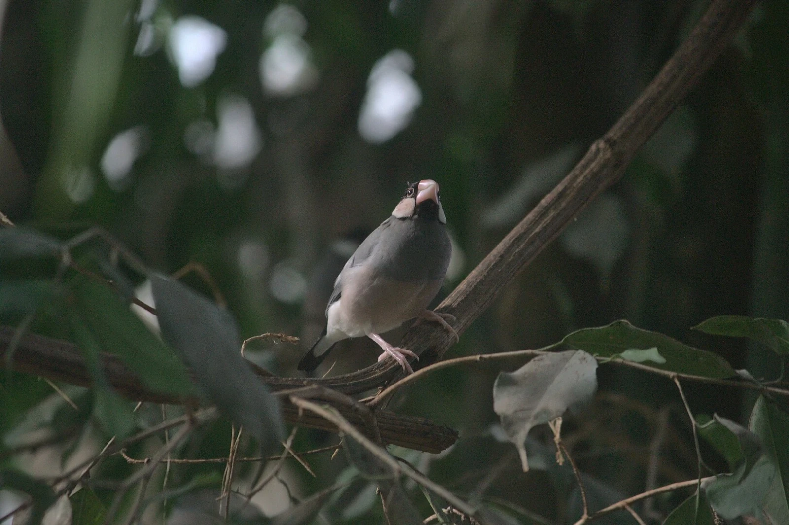 Java-Sparrow 13