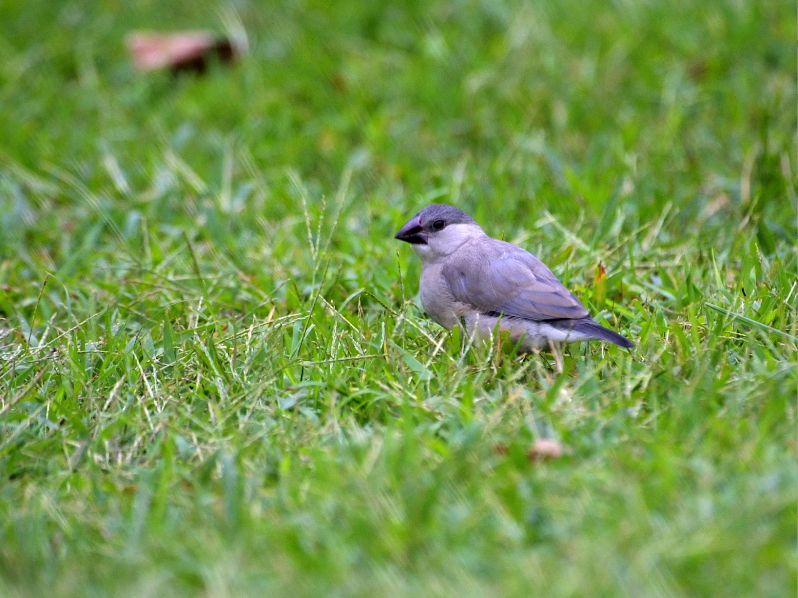 Java-Sparrow 14