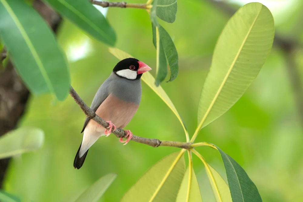 Java-Sparrow 15