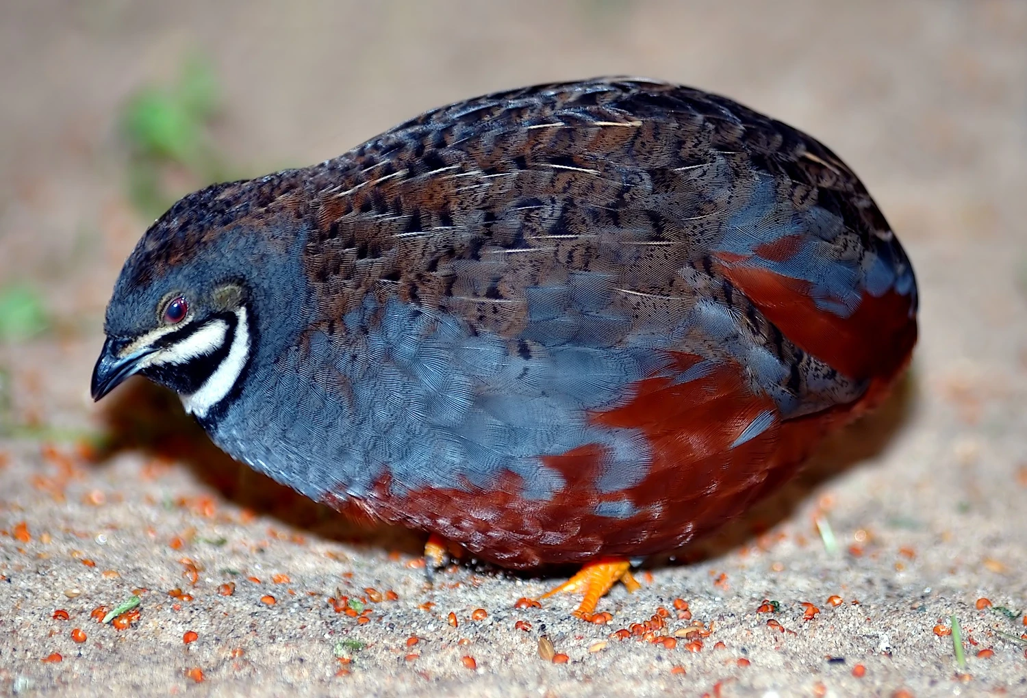 King-Quail 01