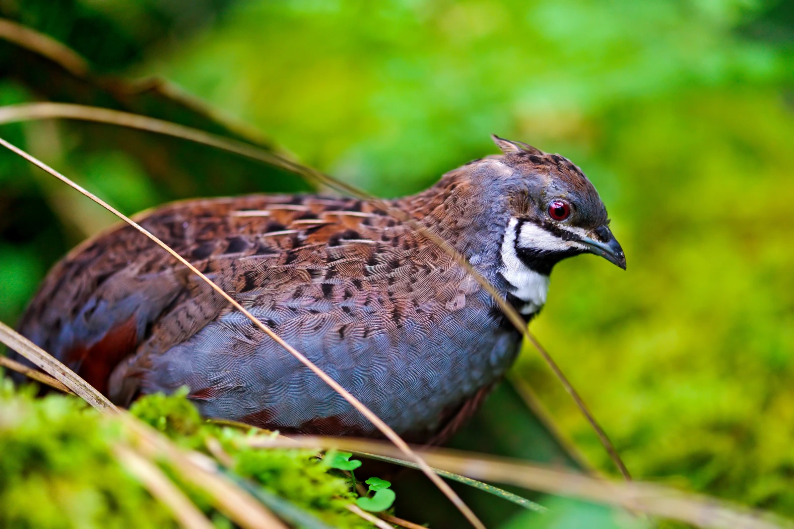 King-Quail 02