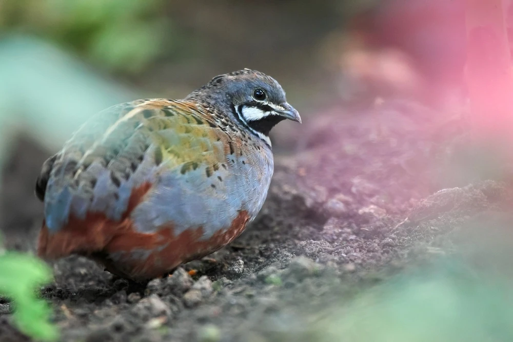 King-Quail 03