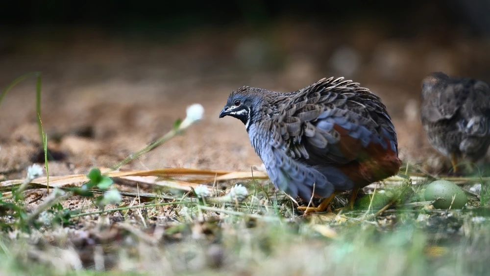 King-Quail 04