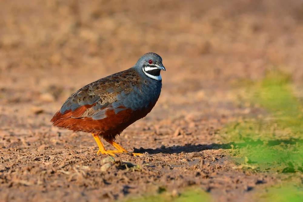 King-Quail 05