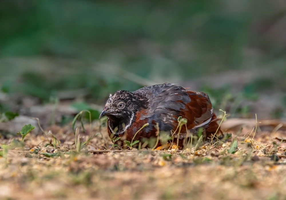 King-Quail 06