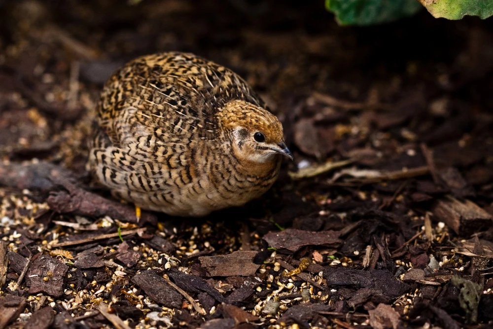 King-Quail 07
