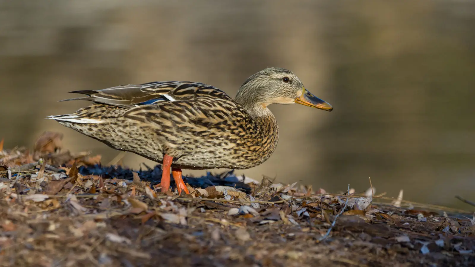 Mallard 01