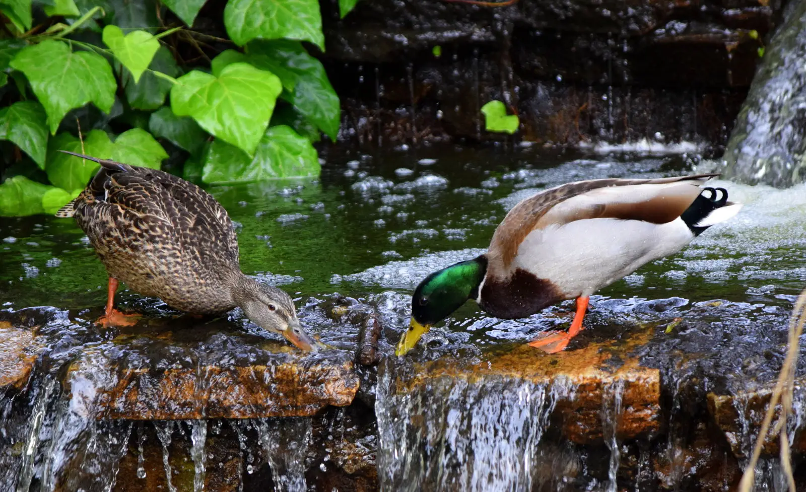 Mallard 02