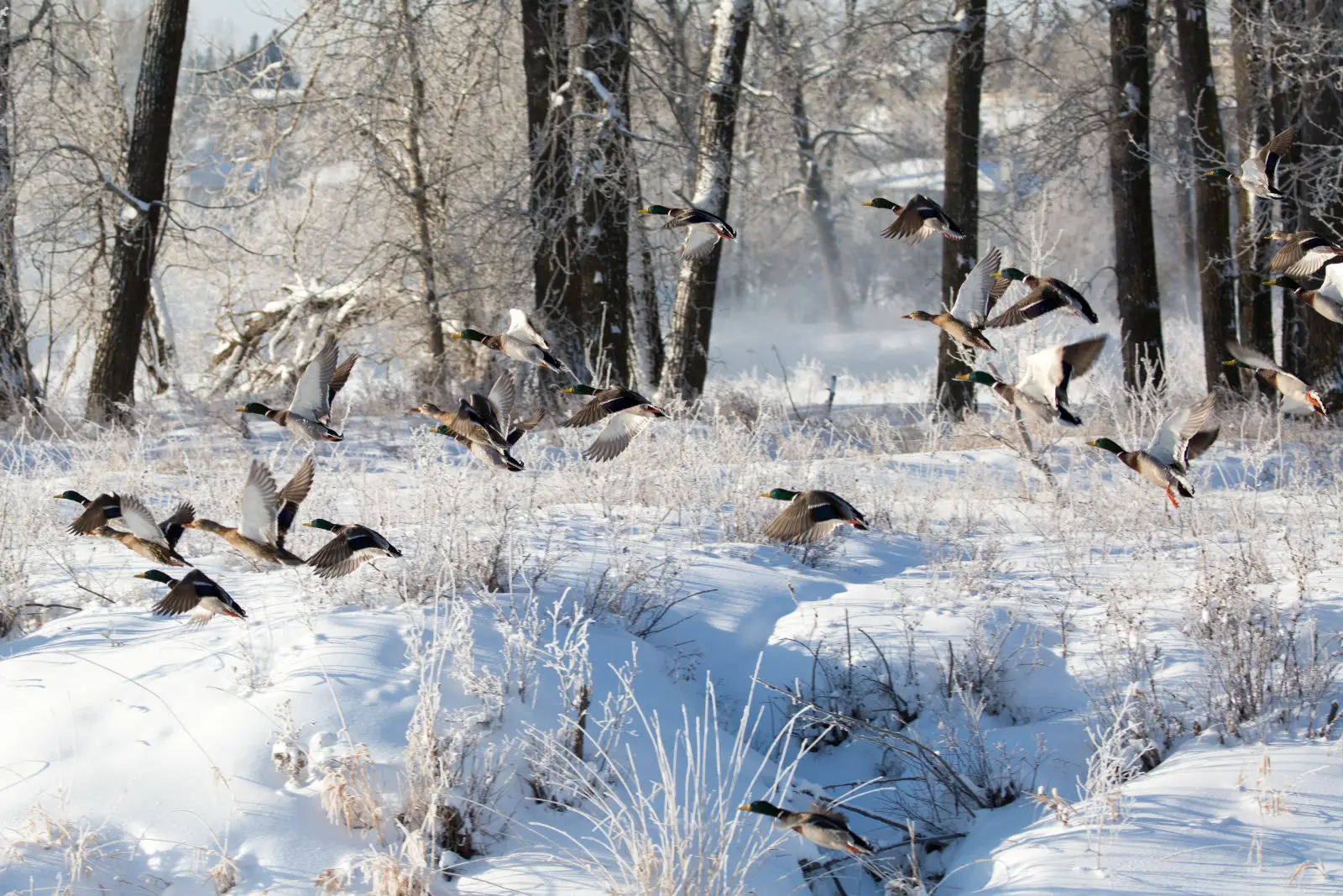 Mallard 03