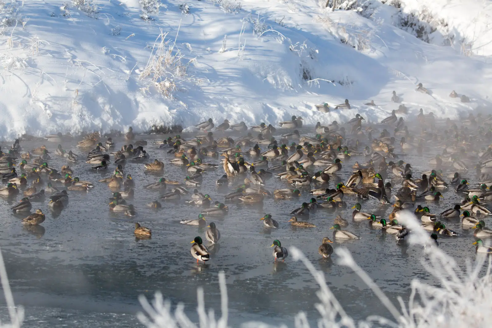 Mallard 04