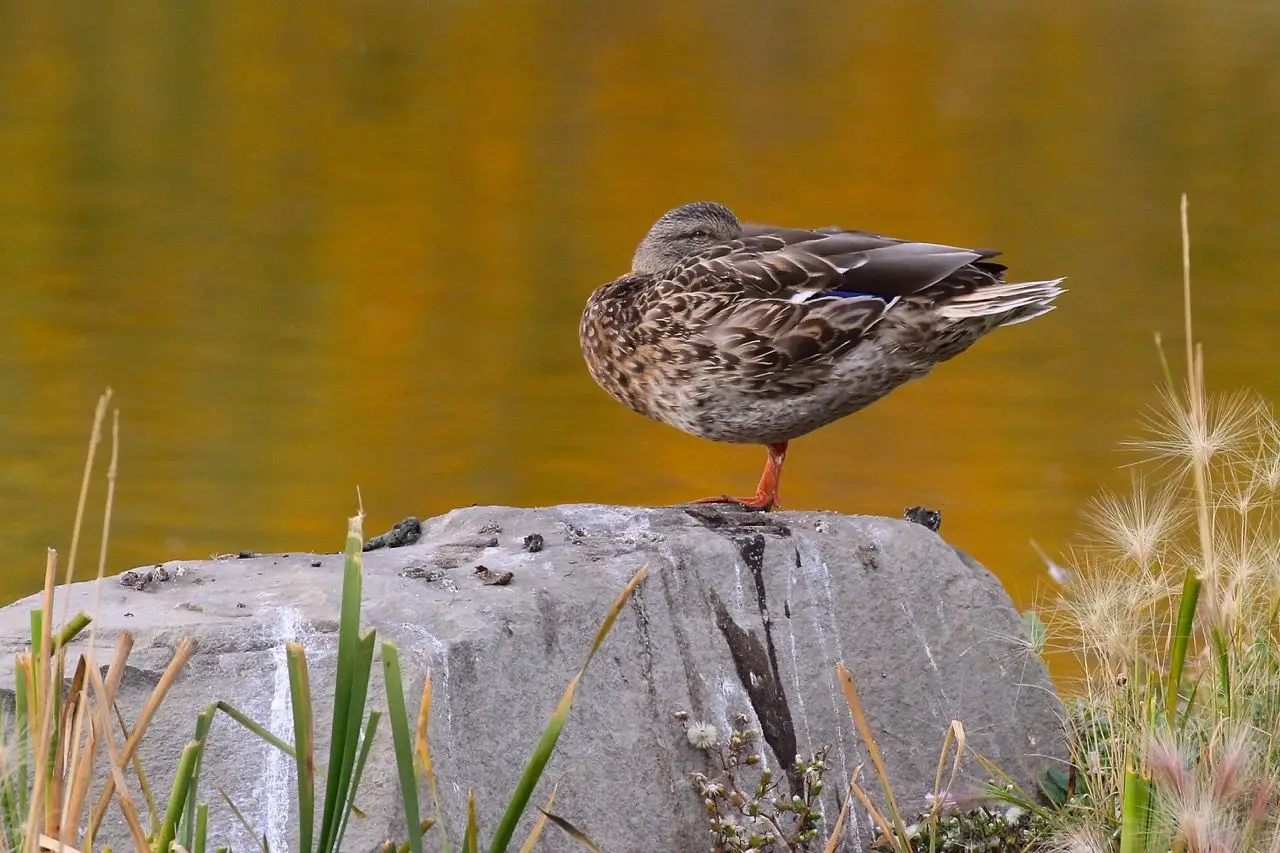 Mallard 05
