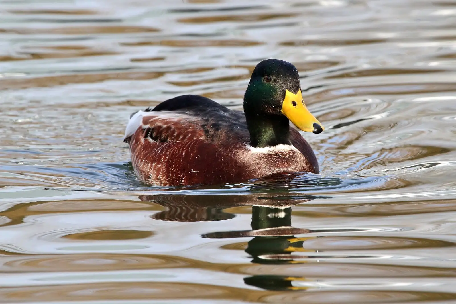 Mallard 06