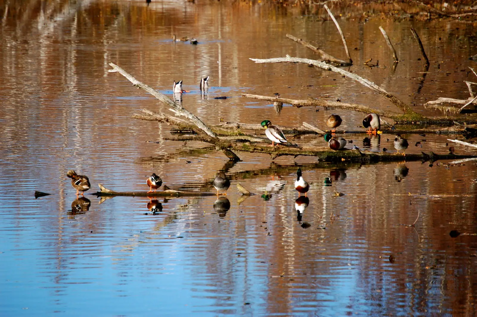 Mallard 07