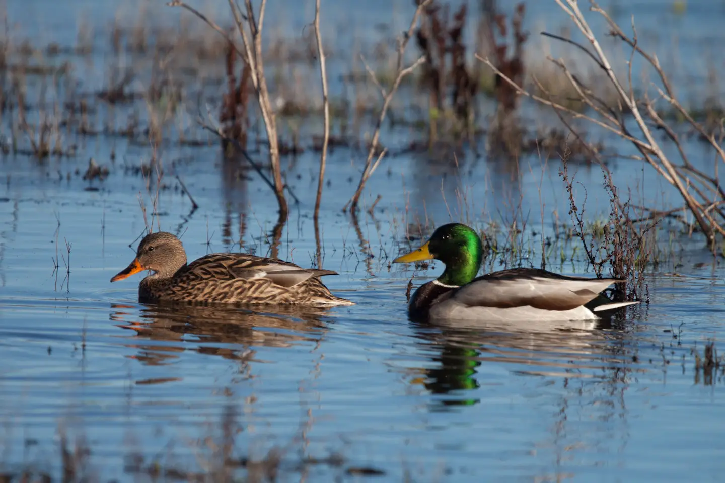 Mallard 08