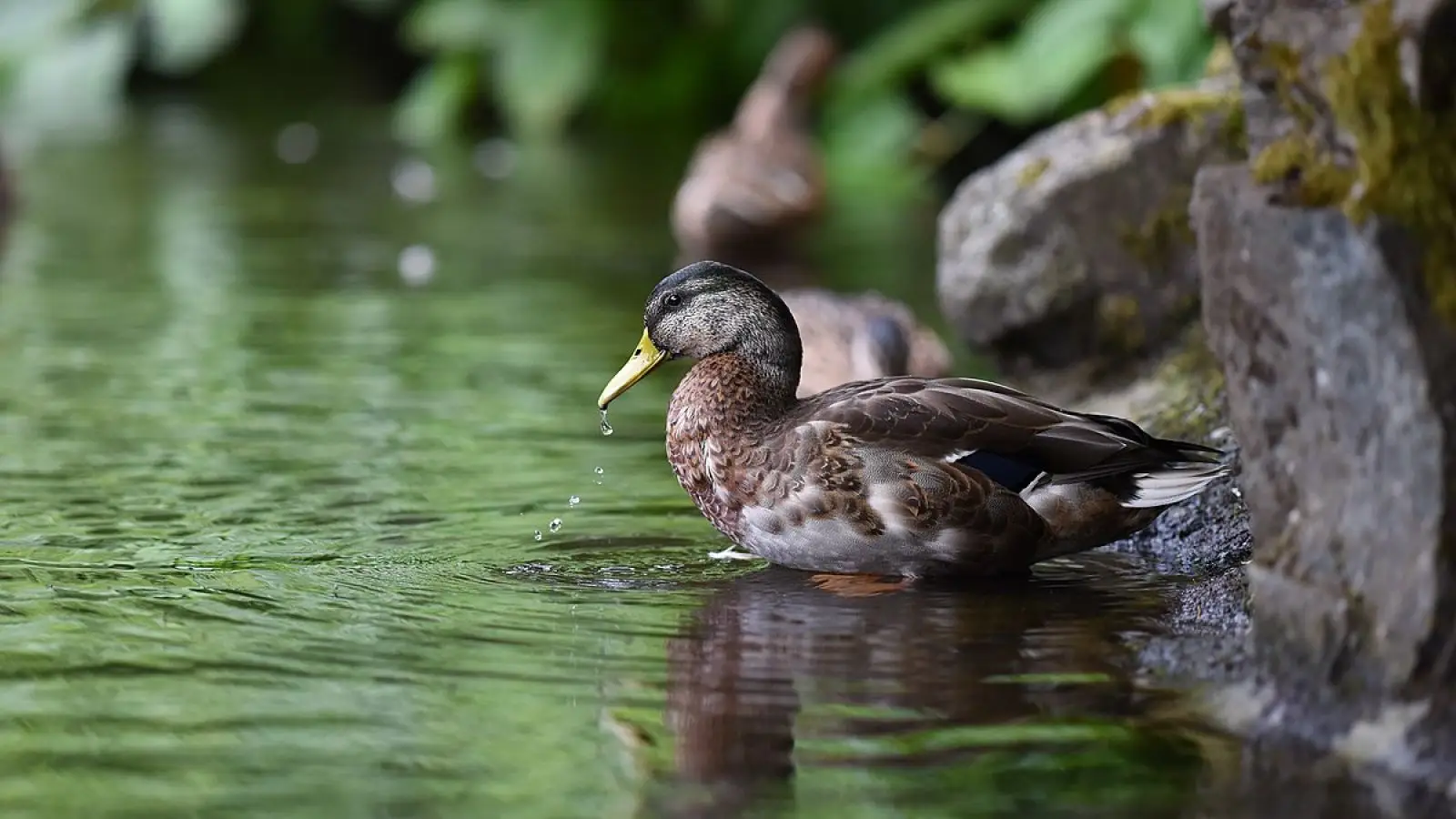 Mallard 09