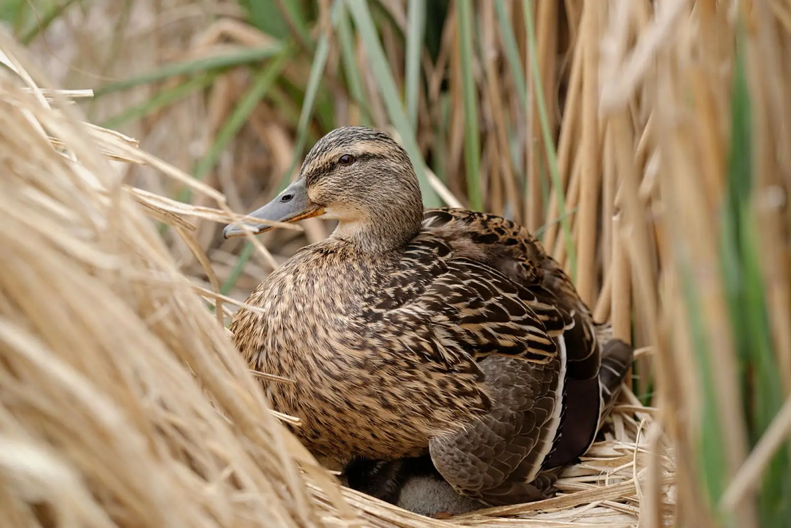 Mallard 10