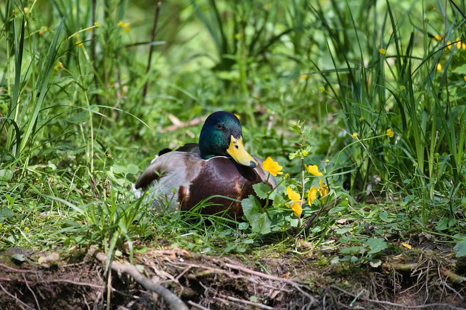 Mallard 11