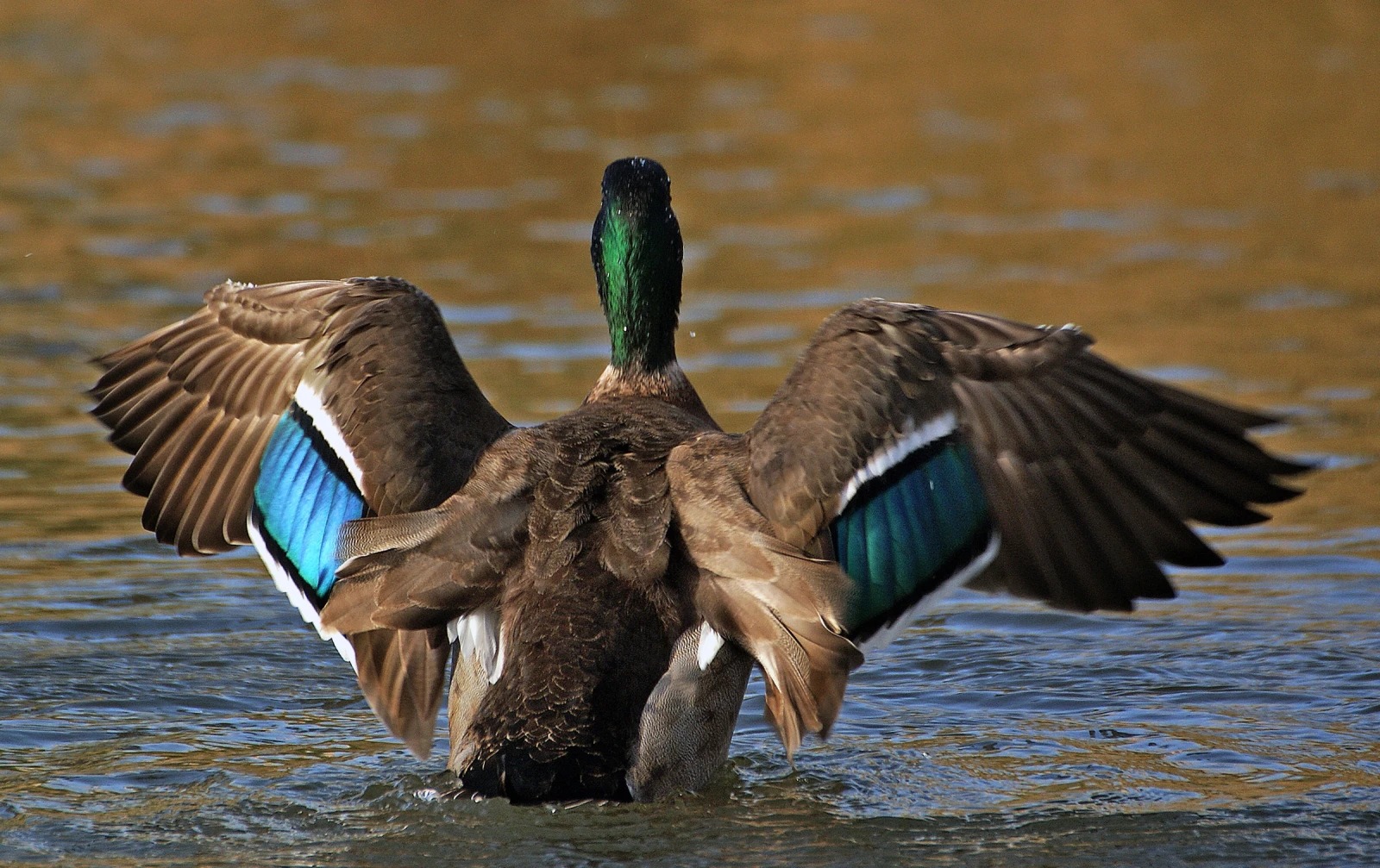 Mallard 12