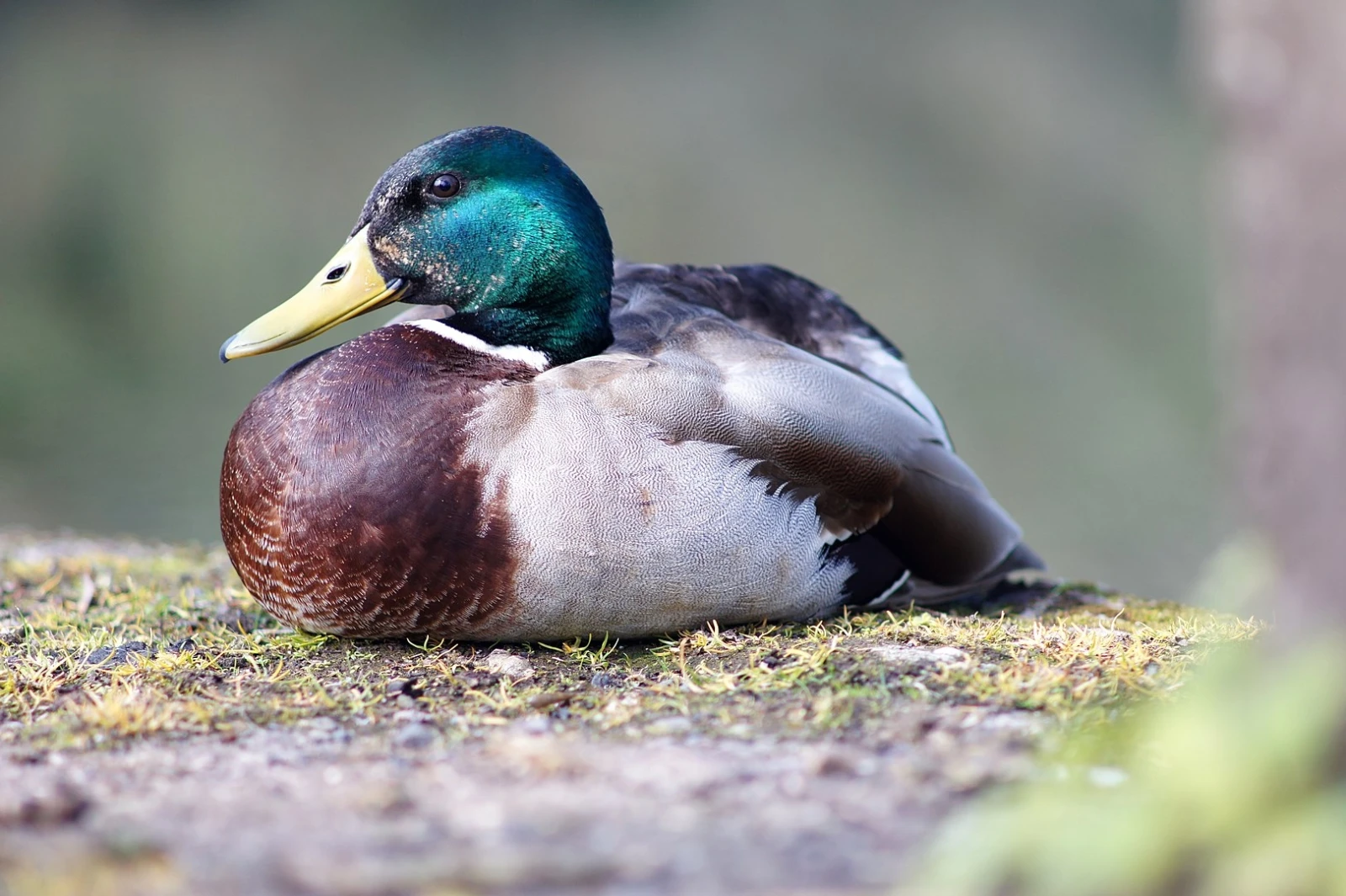 Mallard 13