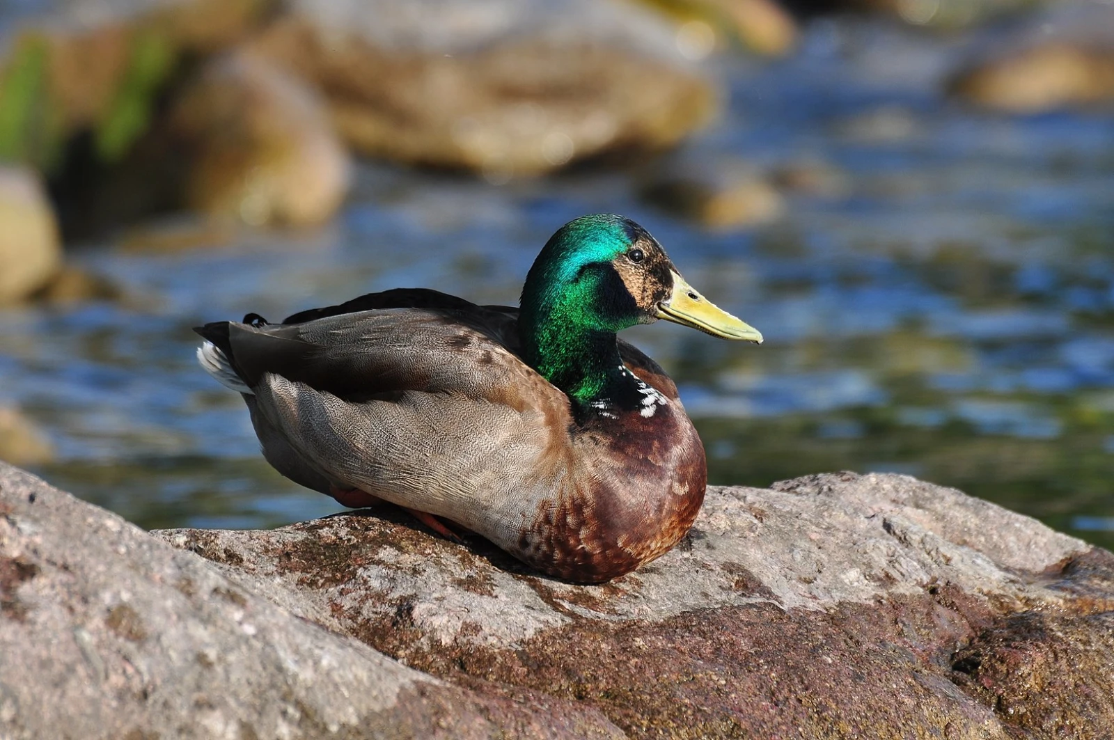 Mallard 14