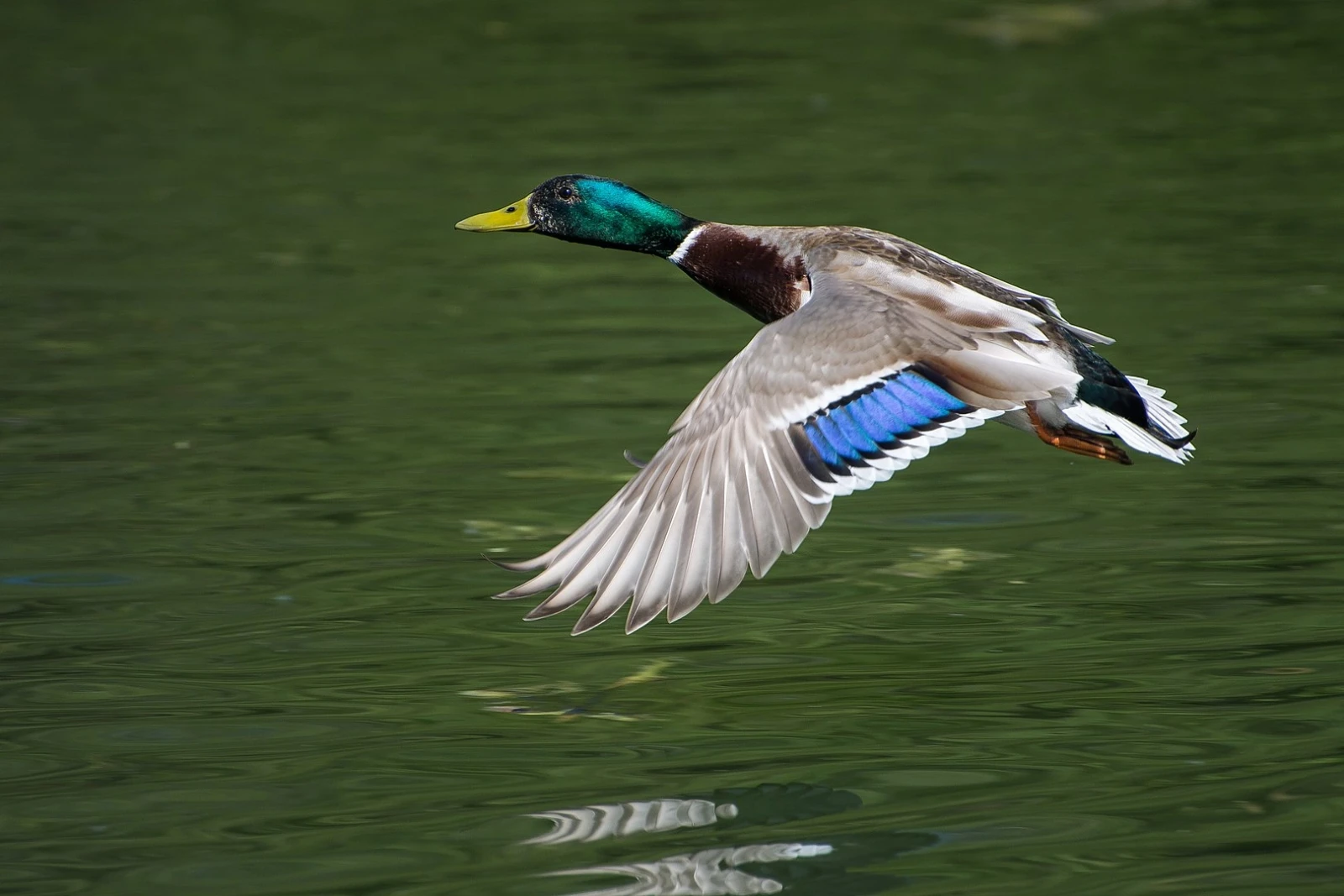 Mallard 15
