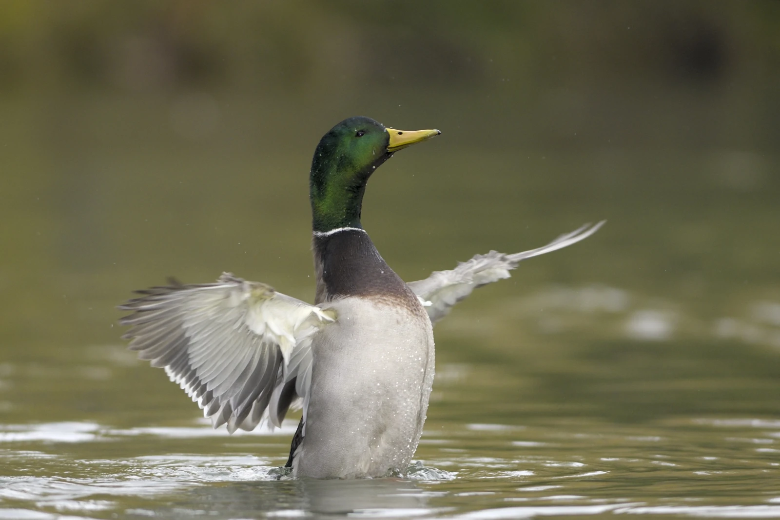 Mallard 16