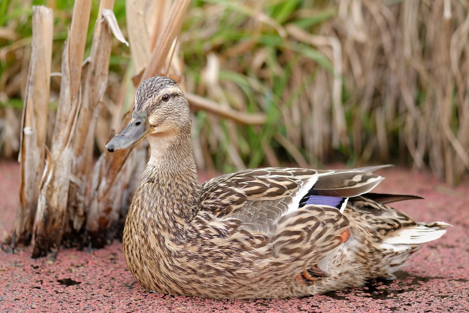Mallard 17