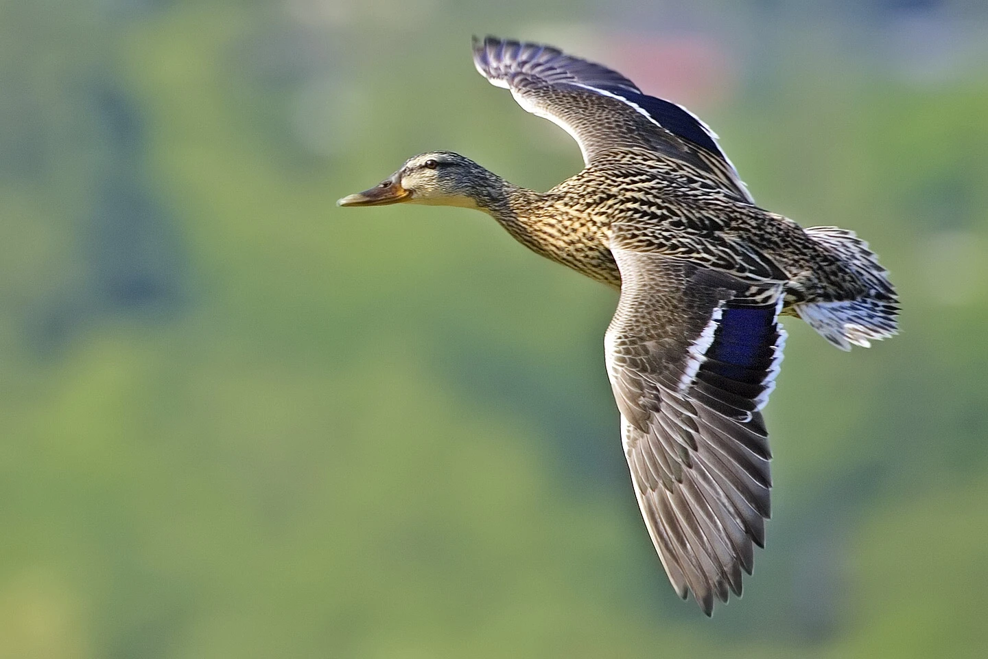 Mallard 18