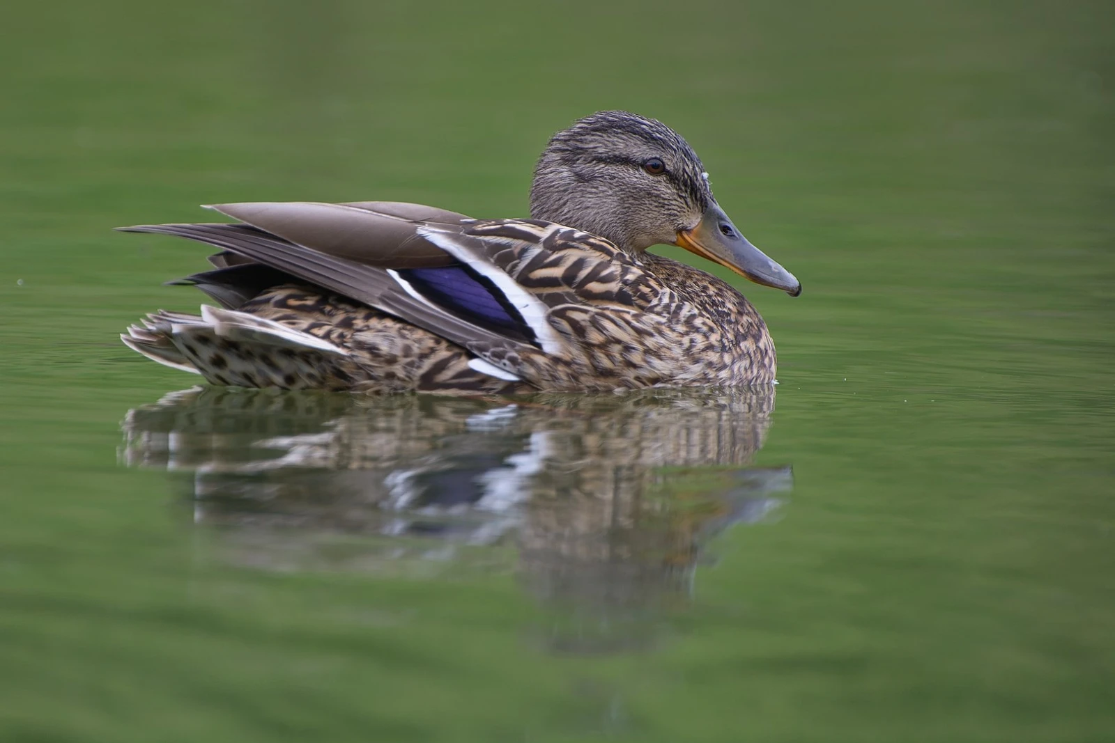 Mallard 19