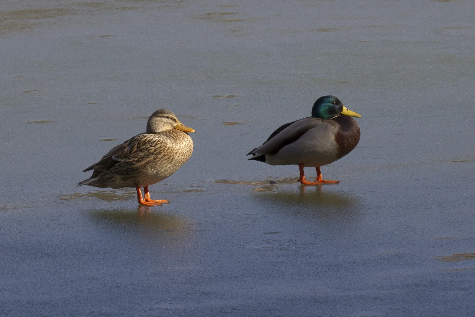 Mallard 20