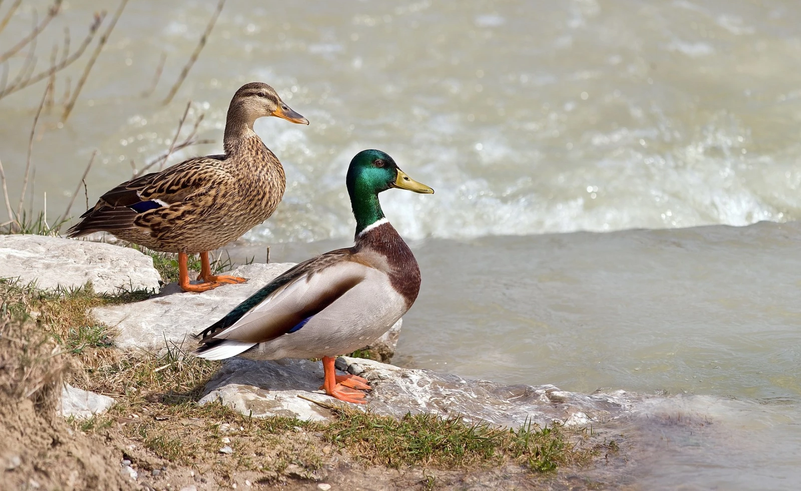 Mallard 21