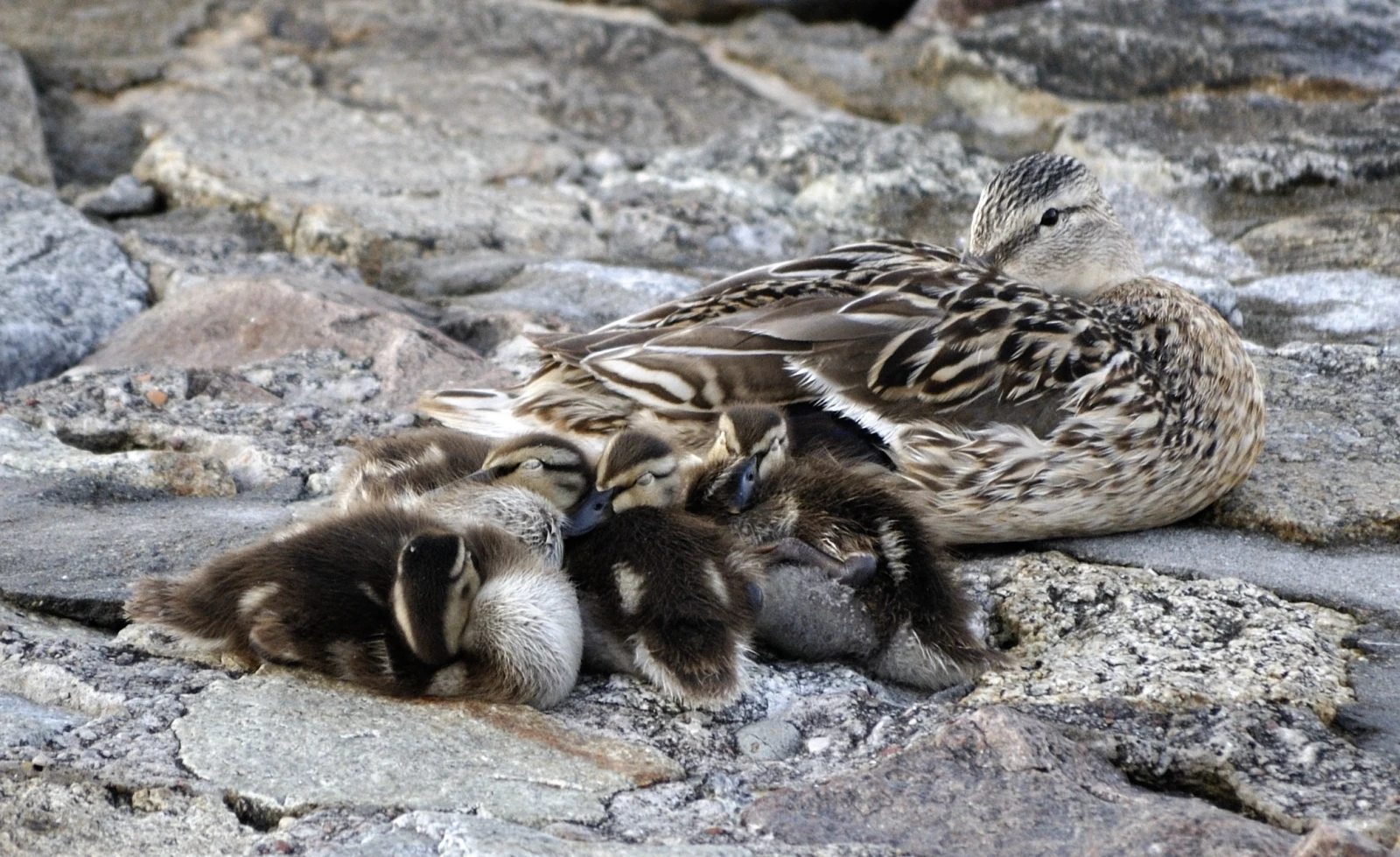 Mallard 22
