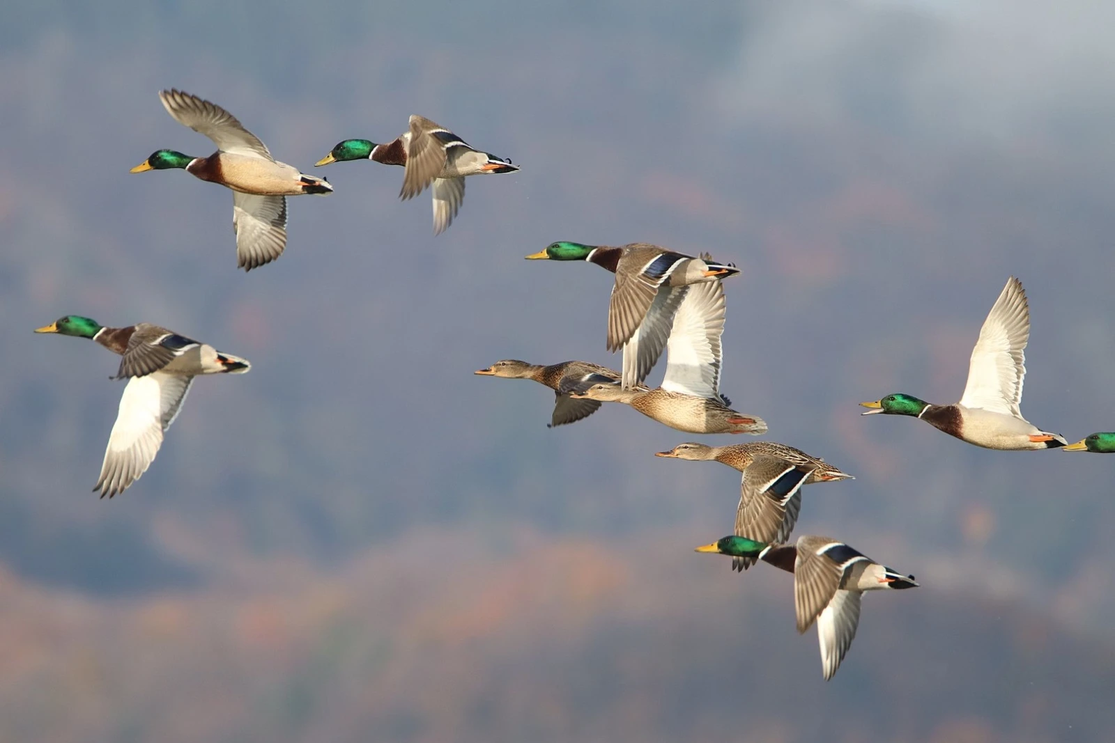 Mallard 23