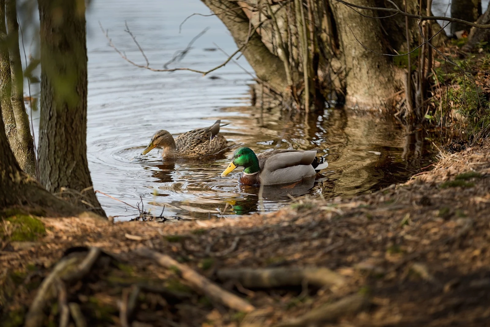 Mallard 24