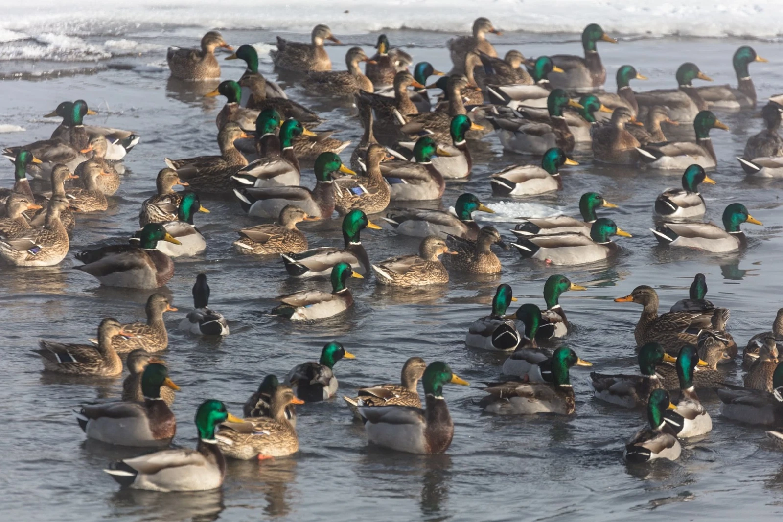 Mallard 25