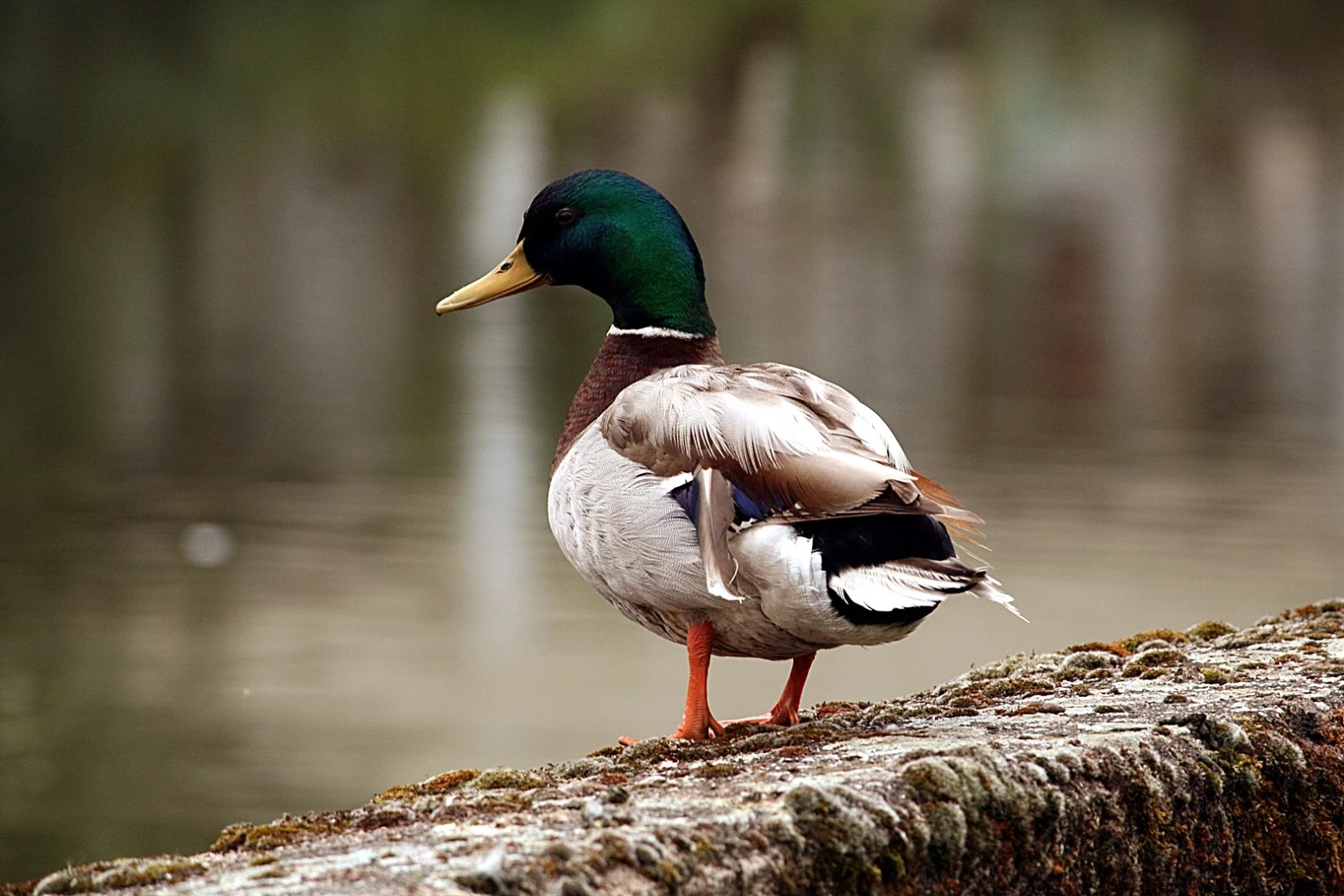 Mallard 26
