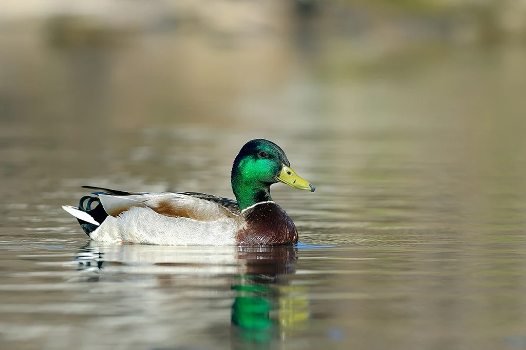 Mallard 27