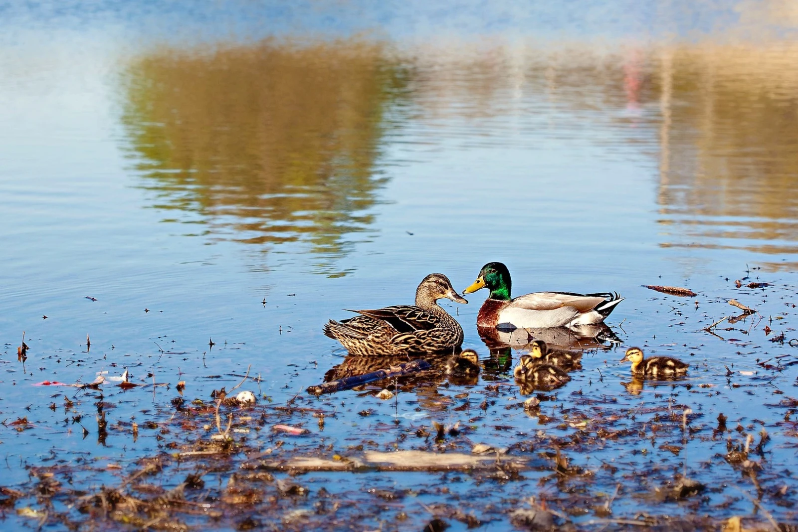Mallard 28