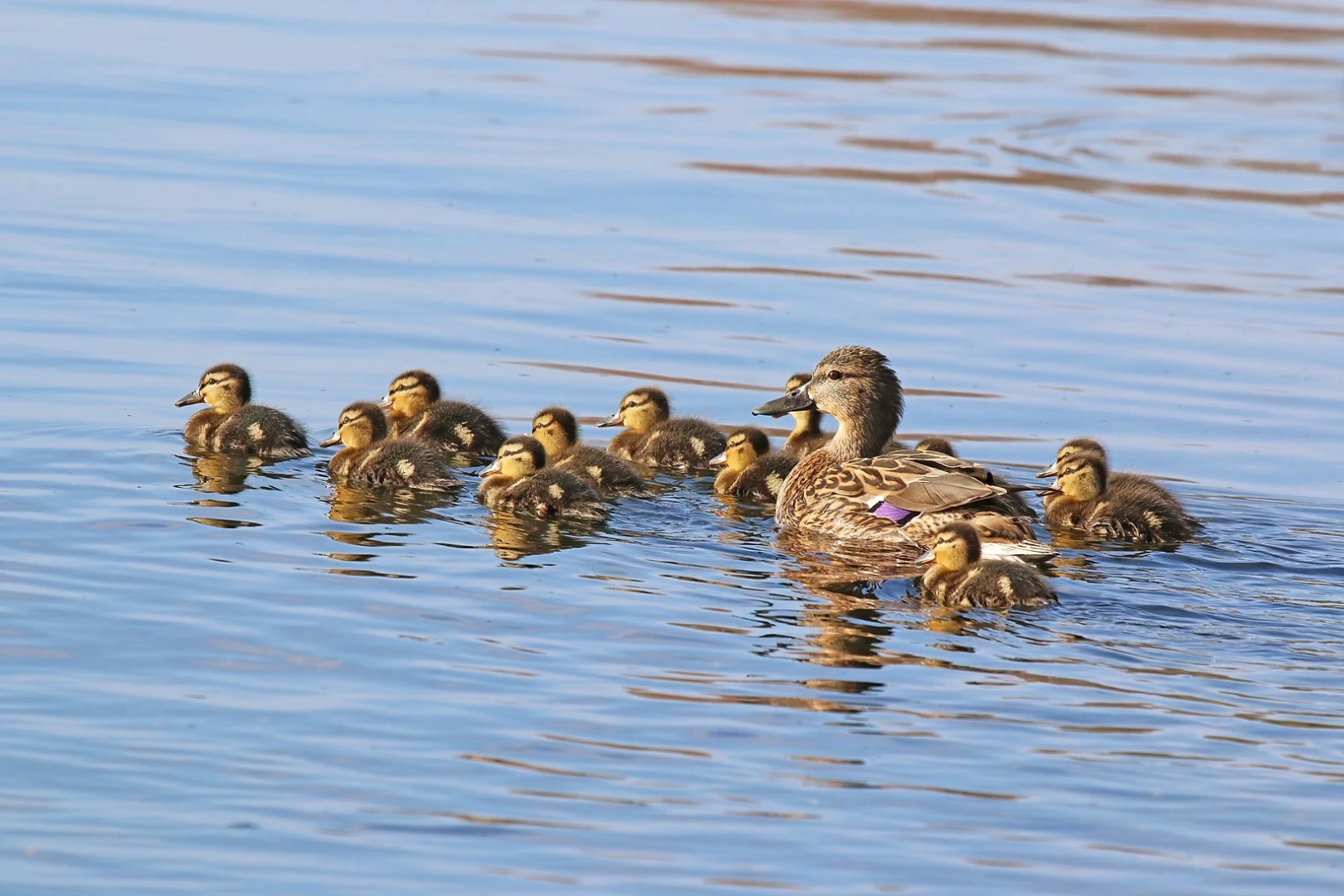 Mallard 29